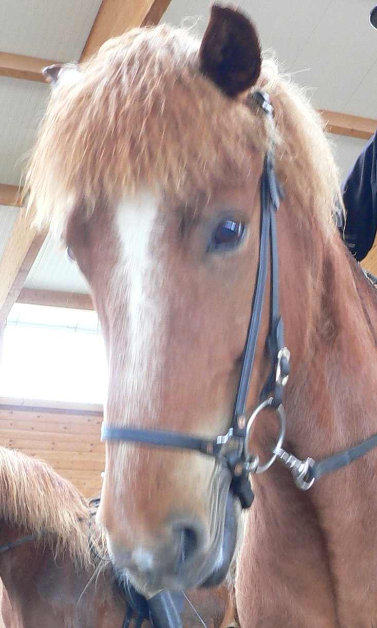 Skjanni